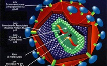 Phát hiện chủng HIV mới có thể kháng thuốc