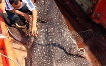 Vũng Tàu: bắt được cá lạ nặng 1 tấn