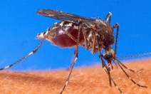 Vaccine ngăn HIV và ung thư từ virus ký sinh trong muỗi