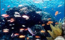 Rặng san hô 100.000 năm tuổi