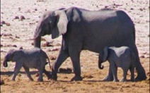 Sử dụng công nghệ cao để giám sát loài voi