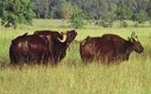 Thêm một bò tót ở khu bảo tồn thiên nhiên Ea Sô bị giết hại