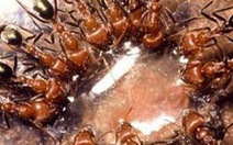 Loài kiến "hướng dẫn" nhau như thế nào?