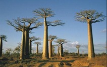 Cây baobab (Adansonia)