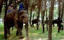 Khẩn cấp bảo tồn voi hoang dã Việt Nam