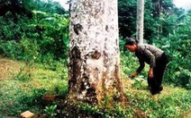 Phát hiện cây chè đắng lớn nhất Việt Nam