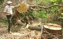 Quảng Nam: rừng phòng hộ Phú Ninh bị tàn phá nghiêm trọng