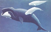 Cá voi Bowhead sống thọ nhất trong thế giới động vật