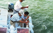 Phú Yên: thả tôm hùm giống ra biển