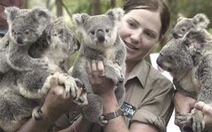 Sinh sản nhân tạo gấu túi koala