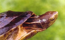 Quảng Nam: phát hiện rùa cực kỳ quí hiếm