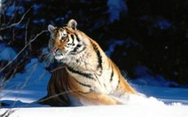 Trung Quốc thụ tinh nhân tạo cho hổ Siberia