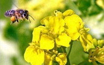Mỹ: loài ong bị mất tích hàng loạt một cách bí ấn