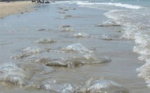 Nghệ An: sứa biển chết "tấn công" bãi tắm Cửa Lò