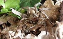 Nọc độc nhện - Viagra tự nhiên