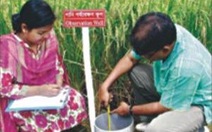 Bangladesh tạo 93 giống lúa tiết kiệm nước