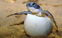Rùa Olive Ridley đang bên bờ tuyệt chủng