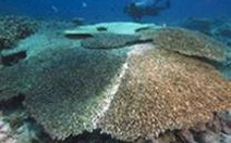 Bệnh "hội chứng trắng" đe dọa các dải san hô ngầm