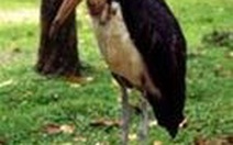 Xuất hiện chim Già Sói ở Vườn quốc gia U Minh Thượng