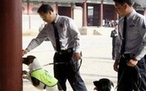 Hàn Quốc: Dùng chó nghiệp vụ bảo vệ di sản văn hóa