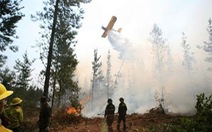 Chile: Cháy rừng thiêu rụi hàng ngàn hecta đất trồng