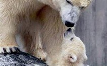 Chùm ảnh mẹ con gấu trắng Bắc Cực