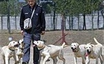 Hàn Quốc: Huấn luyện chó vô tính "săn" ma túy