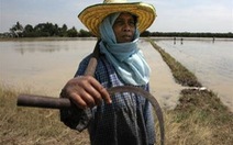 Thái Lan tăng đất trồng lúa