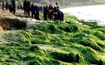 Hàng chục tấn tảo thối xuất hiện ở biển Nha Trang