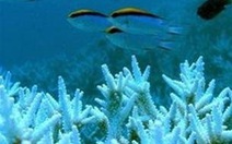 Kem chống nắng đe dọa san hô