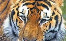 Mở chiến dịch bảo vệ hổ ở Việt Nam