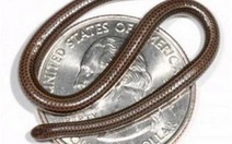 Phát hiện loài rắn nhỏ nhất thế giới