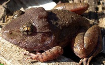 Phát hiện loài ếch cổ đại tại Vĩnh Cửu, Đồng Nai