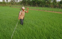 Vĩnh Long: triển khai 16 điểm về "mô hình sản xuất lúa bền vững"