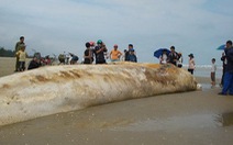 Hà Tĩnh: chôn cất xác một cá voi 10 tấn