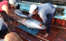 Phú Yên: liên tiếp trúng đậm cá ngừ đại dương