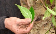 Nỗi đau mang tên lá ngón