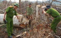 Đắc Nông: Khởi tố một tổ chức phá rừng