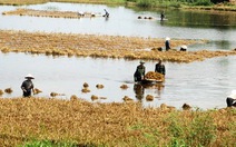 Giúp dân thu hoạch lúa