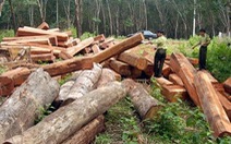 Giữ rừng Tây nguyên: cuộc chiến khốc liệt
