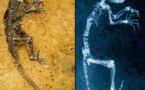 Hóa thạch 47 triệu năm có thể là tổ tiên loài người