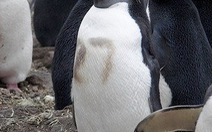 Cuộc sống bí mật của chim cánh cụt