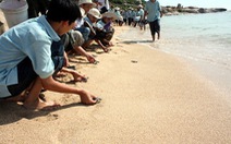 Ninh Thuận: Cứu hộ, thả về biển 86 rùa xanh quí hiếm