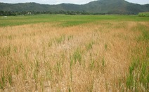 Thanh Hóa: hơn 7.000ha lúa mùa bị hạn và nhiễm mặn nặng