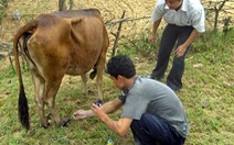Quảng Bình, Hà Tĩnh: hàng trăm trâu bò lở mồm long móng và tụ huyết trùng
