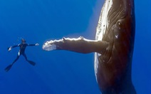 Vũ điệu với cá voi lưng gù