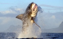 Chùm ảnh cá mập trắng tung mình săn hải cẩu