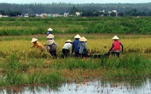 Mưa kéo dài, hàng trăm hecta lúa chuẩn bị thu hoạch bị ngập úng