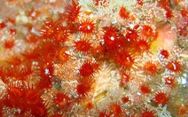 Tìm thấy nhiều loài san hô mới ở quần đảo Galapagos