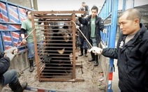 Nhật: Gấu tấn công, 9 người bị thương